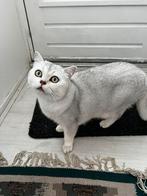 Kat, Dieren en Toebehoren, Katten en Kittens | Raskatten | Korthaar, Kater