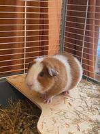 2 US teddy zeugjes cavia’s incl kooi, Vrouwelijk, Cavia, Na 1 juli 2024