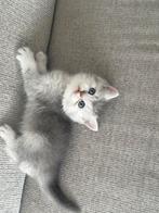 Britsekorthaar Kittens zilver shaded klaar voor nieuwe huis, Dieren en Toebehoren, Katten en Kittens | Overige Katten, Kater, Kortharig