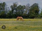 Zomer weide gezocht Alphen ad Maas, Dieren en Toebehoren, Stalling en Weidegang