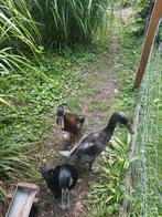 Te koop 3 prachtige loopeenden, Dieren en Toebehoren, Mannelijk, Eend