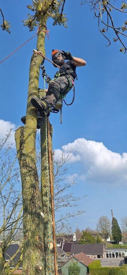 bomen rooien/kappen en snoeien, Ophalen, Volle zon, Overige soorten