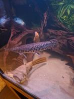 Spotted gar, Vis, Zoetwatervis