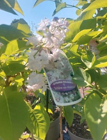 Syringa vulgaris 'schöne von Moskau' beschikbaar voor biedingen