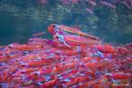 Notropis chrosomus. Regenboog elrits, regenboog winde, danio, Vis, Zoetwatervis, Schoolvis