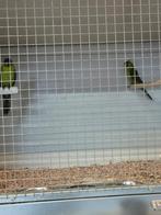 Parkieten, Dieren en Toebehoren, Vogels | Parkieten en Papegaaien, Meerdere dieren, Parkiet, Geringd