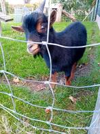 Bok dwerggeit te koop, Dieren en Toebehoren, Schapen, Geiten en Varkens, Mannelijk, Geit