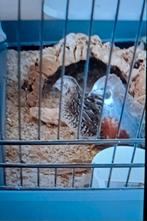 Gratis Kwartels 2x, Dieren en Toebehoren, Vogels | Parkieten en Papegaaien, Meerdere dieren, Parkiet