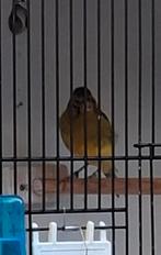 te koop een mooie kanarie man, Dieren en Toebehoren, Vogels | Kanaries, Mannelijk