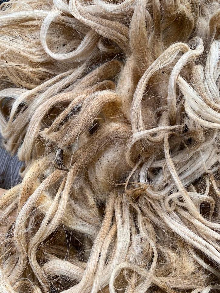 Een joekel Racka vacht om te vilten, Hobby en Vrije tijd, Vilt, Overige typen, Ophalen of Verzenden