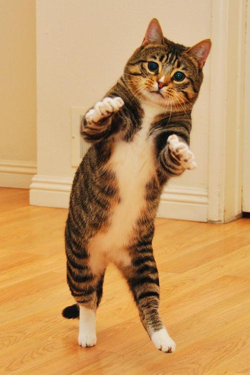 Kattenoppas in Rotterdam, Dieren en Toebehoren, Katten-accessoires, Ophalen