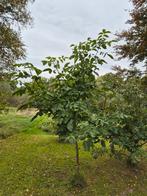 Walnotenboom 3 meter, zelf uitgraven, Tuin en Terras, Planten | Bomen, Ophalen, Volle zon, Overige soorten, 250 tot 400 cm