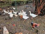 Tamme  ganzen, Dieren en Toebehoren, Pluimvee, Meerdere dieren, Gans of Zwaan