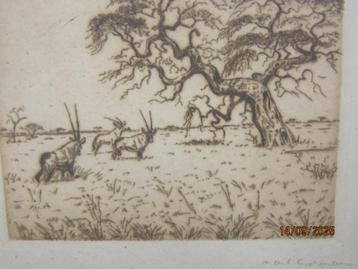 Super Oude Ets 1921, Oryx/Bokken i/e Weiland Info gevraagd beschikbaar voor biedingen