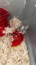 Met spoed een huisje gezocht! kleurmuis mannen, Dieren en Toebehoren, Knaagdieren, April, Muis, Mannelijk, Tam