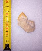 Fossielen haaientand in matrix, Verzamelen, Mineralen en Fossielen, Ophalen of Verzenden, Fossiel