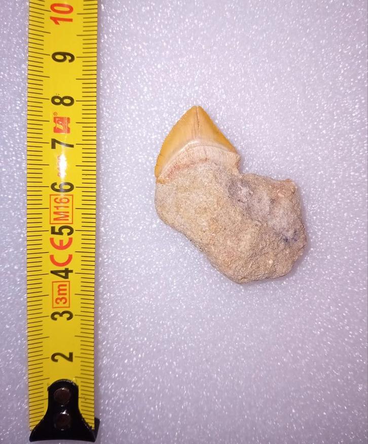 Fossielen haaientand in matrix, Verzamelen, Mineralen en Fossielen, Fossiel, Ophalen of Verzenden
