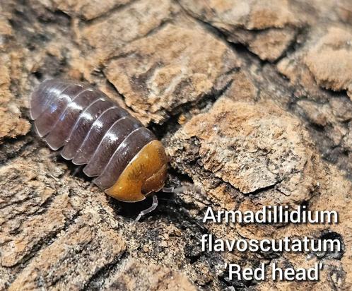 Armadillidium flavoscutatum 'Redhead', Dieren en Toebehoren, Insecten en Spinnen, Overige soorten