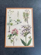 12 prenten bloemen 19x27 uitzoeken per stuk 6 euro oa anjer, Ophalen of Verzenden, Natuur en Biologie