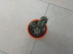 Mini Cactus Plantje in Pot, Ophalen of Verzenden, Cactus, In pot, Halfschaduw