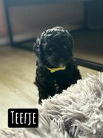 Mini Australian labradoodle teefje mag bijna weg!!, Overige rassen, CDV (hondenziekte), 8 tot 15 weken, Meerdere