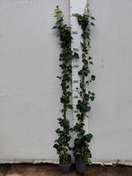 Hedera hibernica 180 cm en 200cm+, Ophalen of Verzenden, Overige soorten, 100 tot 250 cm