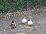 meeskleurige kwakereendjes, Dieren en Toebehoren, Meerdere dieren, Eend