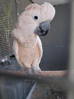 Morgen kaketoe, Dieren en Toebehoren, Vogels | Parkieten en Papegaaien, Mannelijk, Papegaai