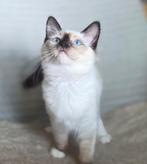 Lieve Ragdoll kittens, Dieren en Toebehoren, Katten en Kittens | Raskatten | Langhaar, Meerdere dieren