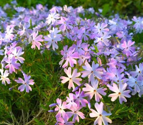Phlox Emerald Cushion Blue, Groenblijvende Bodembedekker, Tuin en Terras, Planten | Tuinplanten, Vaste plant, Bodembedekkers, Volle zon