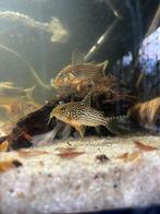Prachtige Corydoras Sterbia!, Dieren en Toebehoren, Vis