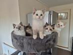 4 geweldig lieve ragdoll kittens! Blue, Red, Leila en Maya!, Dieren en Toebehoren, Katten en Kittens | Raskatten | Langhaar