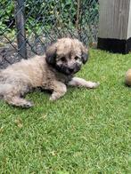 maltipoo puppies   teefjes, Dieren en Toebehoren, Honden | Chihuahua's en Gezelschapshonden, Overige rassen, 8 tot 15 weken, Teef
