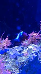 Maroon lightning Clownfish Koppel, Vis, Zoutwatervis