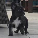 🥰 super leuke en lieve fluffy franse bulldog pup reu  🥰, Reu, CDV (hondenziekte), 8 tot 15 weken, Bulldog