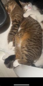 2 kitten zusjes zoeken een nieuw huis. ( 4 maanden oud), Dieren en Toebehoren, Katten en Kittens | Dekkaters, 0 tot 2 jaar