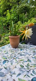 bladcactus Epiphylium, Huis en Inrichting, Kamerplanten, Cactus, Minder dan 100 cm, Bloeiende kamerplant, Halfschaduw