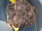 Rhizomen/wortelstokken Canna Musafolia!, Tuin en Terras, Bloembollen en Zaden, Ophalen, Voorjaar, Volle zon, Knol