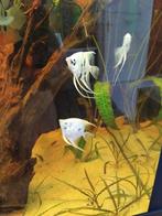 Mooi jongen maanvissen, Dieren en Toebehoren, Vissen | Aquariumvissen, Vis