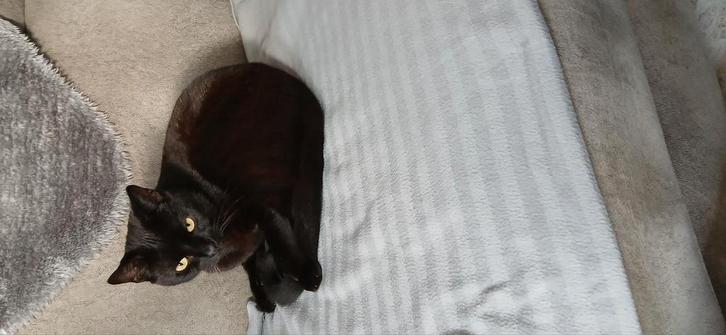 Katertje gecastreerd, Dieren en Toebehoren, Katten en Kittens | Raskatten | Korthaar, Kater, 3 tot 5 jaar, Gechipt, Ontwormd, Ingeënt