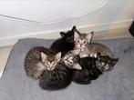 Kittens geboren 5 augustus, Meerdere dieren
