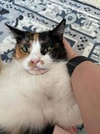 Lieve knuffelpoes gered van straten Dubai zoekt gouden mand, Dieren en Toebehoren, Katten en Kittens | Overige Katten, Poes