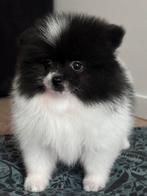 Pomeriaan puppy’s op zoek naar een warm thuis, Keeshond, CDV (hondenziekte), 8 tot 15 weken, Meerdere