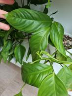 monstera obliqua bolivia stek, Ophalen of Verzenden, Halfschaduw, Minder dan 100 cm