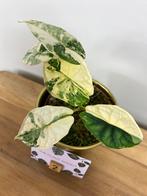 Alocasia Dragon Scale Albo Variegata #2, Huis en Inrichting, Kamerplanten, Ophalen of Verzenden, Overige soorten, Minder dan 100 cm