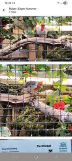 Rode kuifkardinaal pop, Dieren en Toebehoren, Vogels | Overige Vogels, Vrouwelijk, Tropenvogel