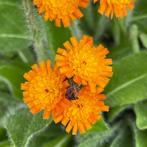Zaden oranje havikskruid (Pilosella aurantiaca), Ophalen of Verzenden, Voorjaar, Volle zon, Zaad