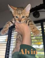 Lieve, leuke en schattige Bengaal kittens te koop, Dieren en Toebehoren, Meerdere dieren, Ontwormd, 0 tot 2 jaar