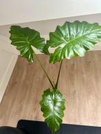 Alocasia Portodora #4, Ophalen, Halfschaduw, Minder dan 100 cm