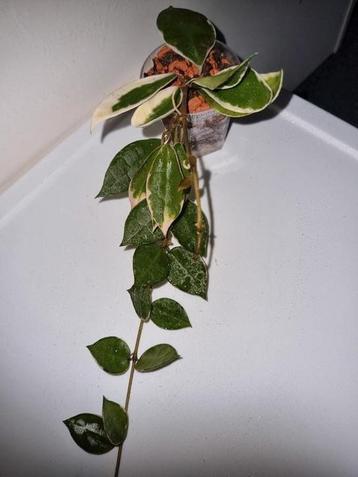 Hoya lacunosa asami wonosobo variegata  beschikbaar voor biedingen